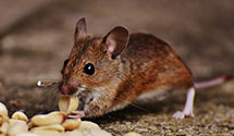 24 Hour & Emergency Exterminators in Quinwood, WV